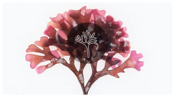 dulse_