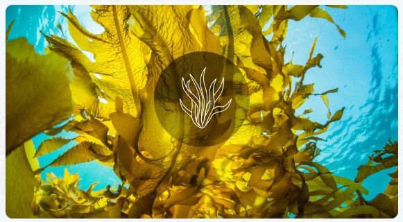 kelp_