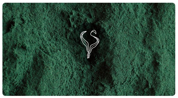 spirulina_